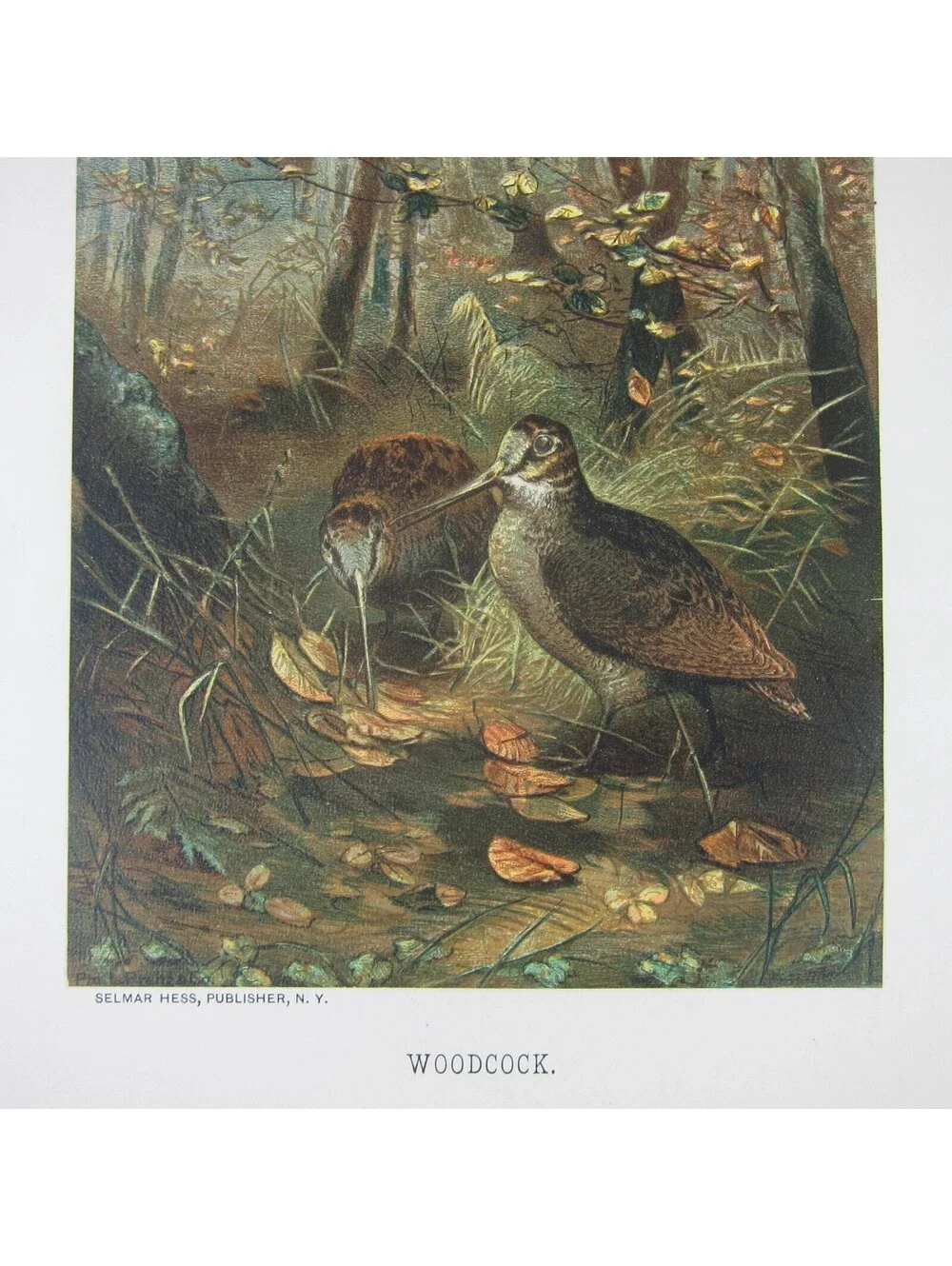 Antique 1898 Victorian Art Bird Print Lithograph Woodcock in Forest Louis Prang